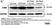 Anti Rat CD68 Antibody, clone ED1 thumbnail image 96