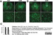 Anti Rat CD68 Antibody, clone ED1 gallery image 98