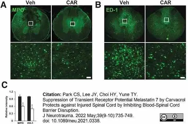 Anti Rat CD68 Antibody, clone ED1 gallery image 98