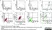 Anti Rat CD71 Antibody, clone OX-26 thumbnail image 2