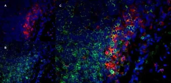 Anti Rat CD8 Alpha Antibody, clone OX-8 gallery image 10