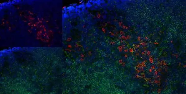 Anti Rat CD8 Alpha Antibody, clone OX-8 gallery image 11