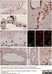 Anti Rat CD8 Alpha Antibody, clone OX-8 thumbnail image 12