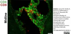 Anti Rat CD8 Alpha Antibody, clone OX-8 gallery image 13