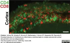 Anti Rat CD8 Alpha Antibody, clone OX-8 gallery image 14