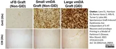 Anti Rat CD8 Alpha Antibody, clone OX-8 gallery image 15
