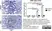 Anti Rat CD8 Alpha Antibody, clone OX-8 thumbnail image 16