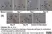 Anti Rat CD8 Alpha Antibody, clone OX-8 thumbnail image 18