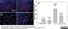 Anti Rat CD8 Alpha Antibody, clone OX-8 gallery image 2