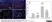 Anti Rat CD8 Alpha Antibody, clone OX-8 thumbnail image 2