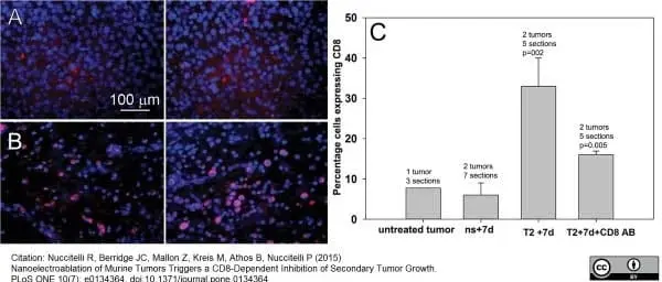 Anti Rat CD8 Alpha Antibody, clone OX-8 gallery image 2