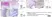 Anti Rat CD8 Alpha Antibody, clone OX-8 thumbnail image 5