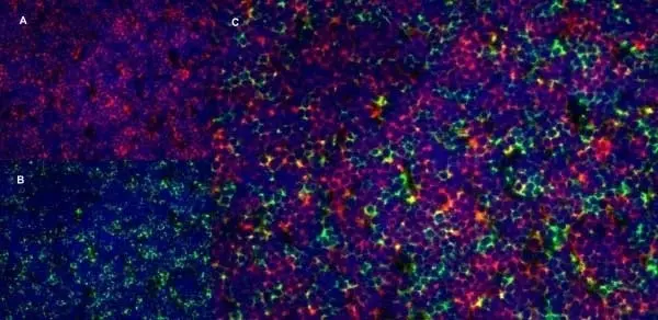 Anti Rat CD8 Alpha Antibody, clone OX-8 gallery image 6