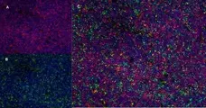 Anti Rat CD8 Alpha Antibody, clone OX-8 gallery image 7