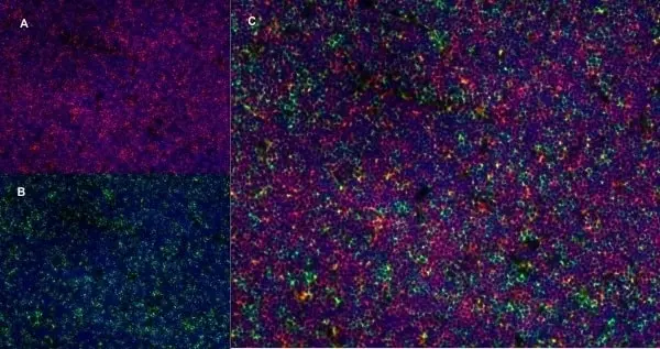 Anti Rat CD8 Alpha Antibody, clone OX-8 gallery image 7
