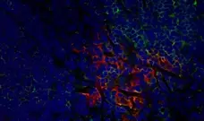 Anti Rat CD8 Alpha Antibody, clone OX-8 gallery image 8