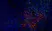 Anti Rat CD8 Alpha Antibody, clone OX-8 thumbnail image 8
