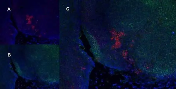 Anti Rat CD8 Alpha Antibody, clone OX-8 gallery image 9