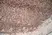 Anti Rat CD8 Beta Antibody, clone 341 thumbnail image 2