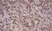 Anti Rat CD8 Beta Antibody, clone 341 thumbnail image 4