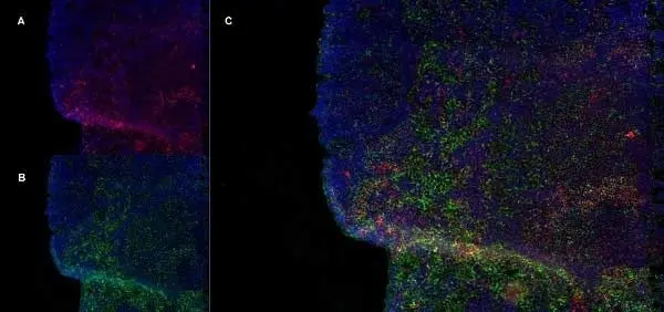 Anti Rat CD8 Beta Antibody, clone 341 gallery image 5