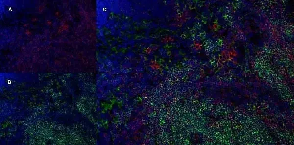 Anti Rat CD8 Beta Antibody, clone 341 gallery image 6