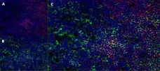 Anti Rat CD8 Beta Antibody, clone 341 gallery image 7