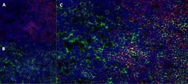 Anti Rat CD8 Beta Antibody, clone 341 gallery image 7