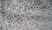 Anti Rat CD86 Antibody, clone 24F thumbnail image 4