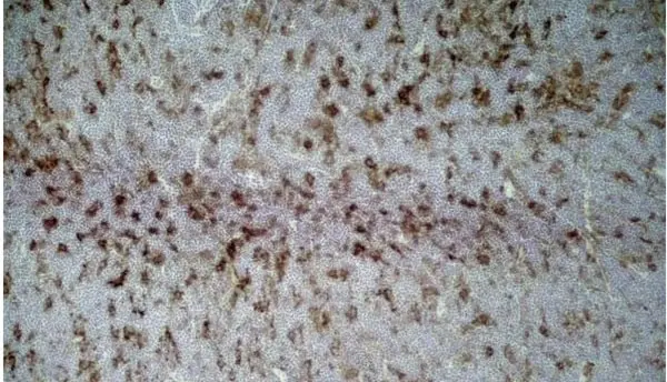Anti Rat CD86 Antibody, clone 24F gallery image 4