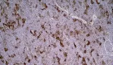 Anti Rat CD86 Antibody, clone 24F gallery image 5