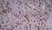 Anti Rat CD86 Antibody, clone 24F thumbnail image 5