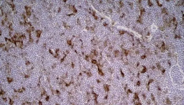 Anti Rat CD86 Antibody, clone 24F gallery image 5