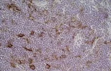 Anti Rat CD86 Antibody, clone 24F gallery image 6