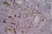 Anti Rat CD86 Antibody, clone 24F thumbnail image 6