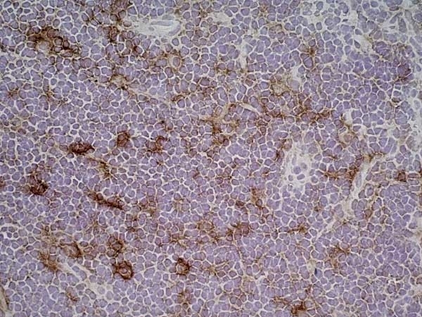 Anti Rat CD86 Antibody, clone 24F thumbnail image 6