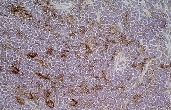 Anti Rat CD86 Antibody, clone 24F gallery image 6
