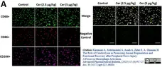 Anti Rat CD86 Antibody, clone 24F gallery image 9