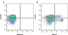 Anti Rat CD90 Antibody, clone OX-7 gallery image 1