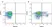 Anti Rat CD90 Antibody, clone OX-7 thumbnail image 1