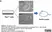Anti Rat CD90 Antibody, clone OX-7 thumbnail image 6