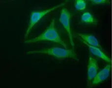 Anti Glucose Transporter 4 Antibody, clone 1F8 gallery image 1