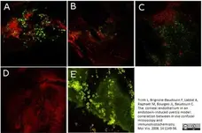 Anti Rat Granulocytes and Erythroid Cells Antibody, clone HIS48 gallery image 1