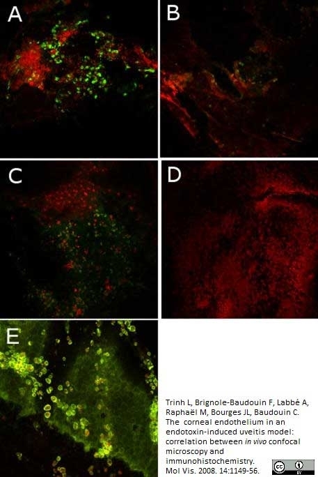 Anti Rat Granulocytes and Erythroid Cells Antibody, clone HIS48 gallery image 1