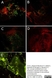 Anti Rat Granulocytes and Erythroid Cells Antibody, clone HIS48 thumbnail image 1
