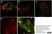 Anti Rat Granulocytes and Erythroid Cells Antibody, clone HIS48 thumbnail image 1