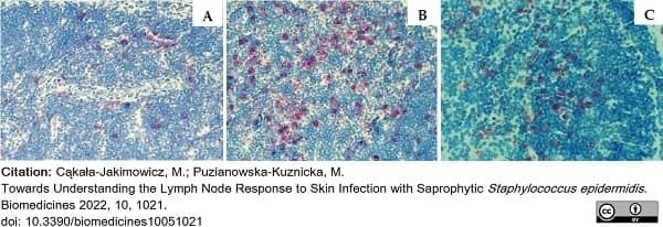 Anti Rat Granulocytes and Erythroid Cells Antibody, clone HIS48 gallery image 2