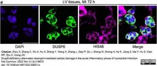 Anti Rat Granulocytes and Erythroid Cells Antibody, clone HIS48 gallery image 3