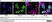 Anti Rat Granulocytes and Erythroid Cells Antibody, clone HIS48 thumbnail image 3