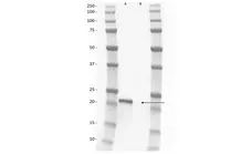 Anti Rat IgG1 Antibody, clone AbD41031 gallery image 1